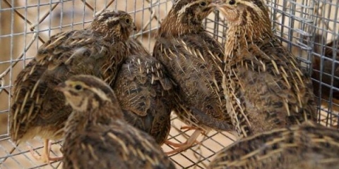 Kako napraviti kaveze za prepelice vlastitim rukama?